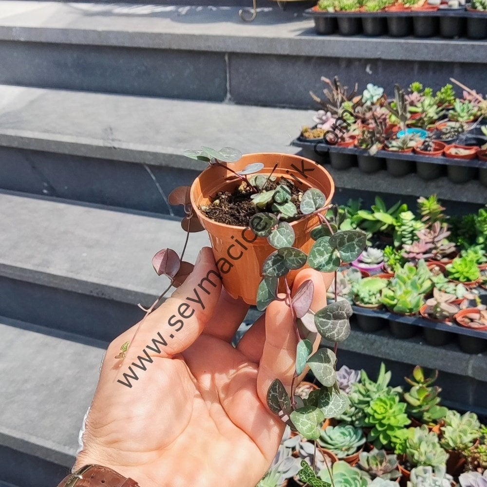 Ceropegia linearis ssp. Woodii