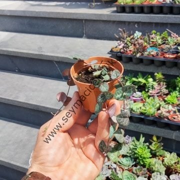 Ceropegia linearis ssp. Woodii