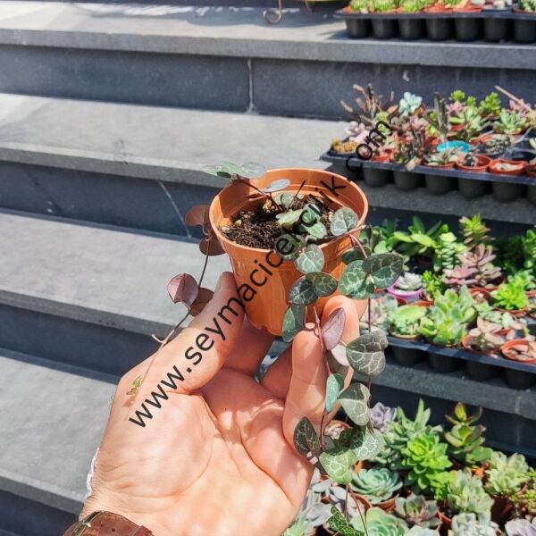 Ceropegia linearis ssp. Woodii