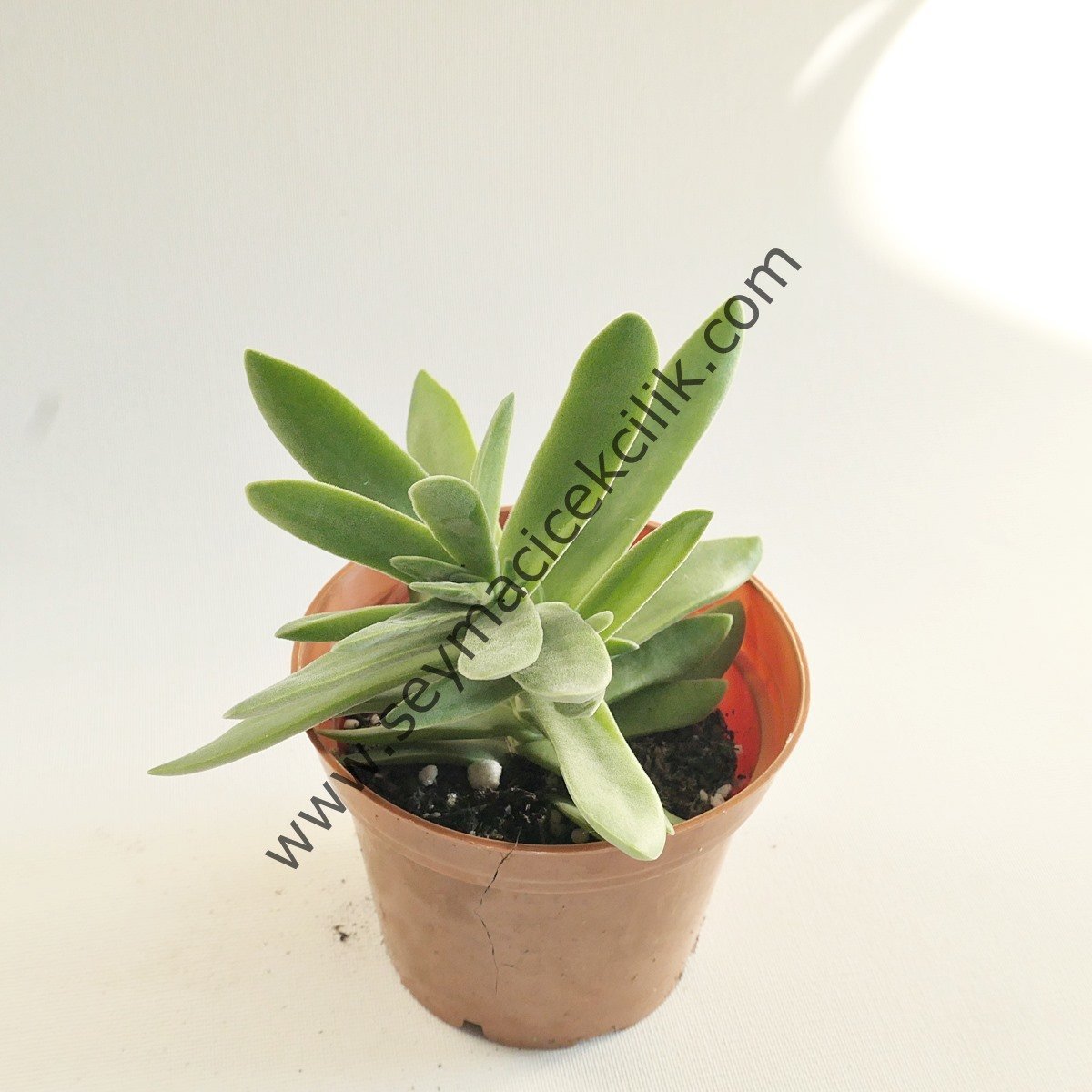 Crassula Perfoliata var Heterotricha 5,5cm saksıda