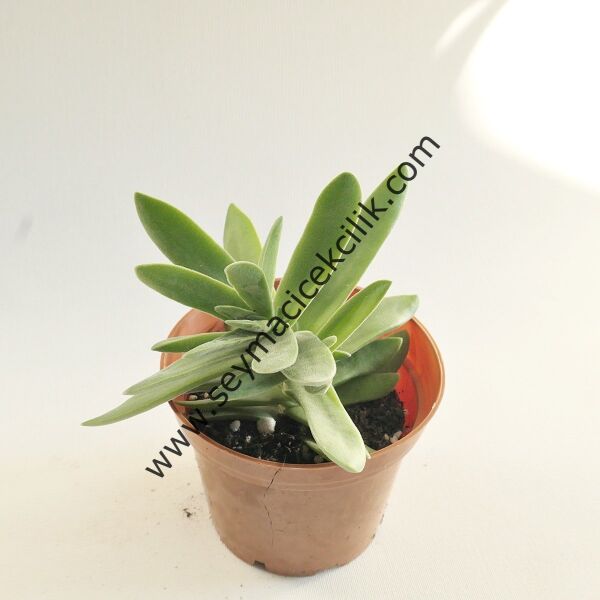 Crassula Perfoliata var Heterotricha 5,5cm saksıda