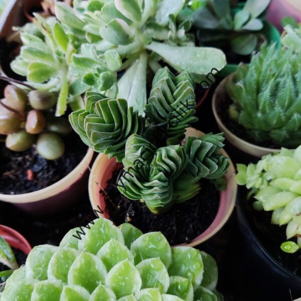 Crassula Buddha's Temple 6,7 cm saksıda