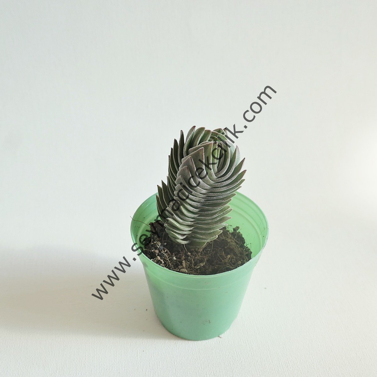 Crassula Buddha's Temple