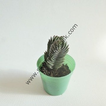 Crassula Buddha's Temple