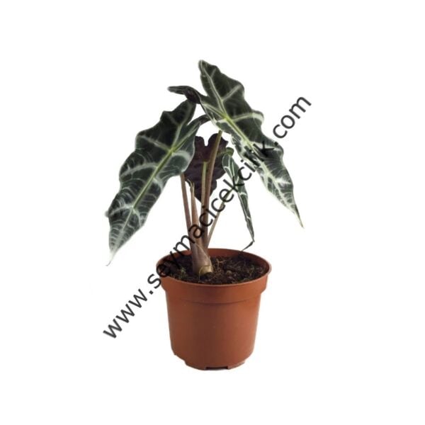 Alocasia Polly
