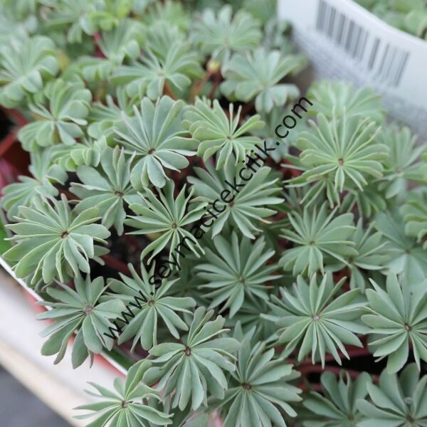 Oxalis Adenophylla- Oksalis