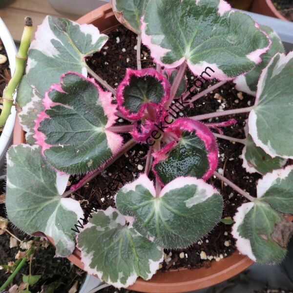 Saxifraga Stolonifera Variegata-  Gelin Teli Çiçeği