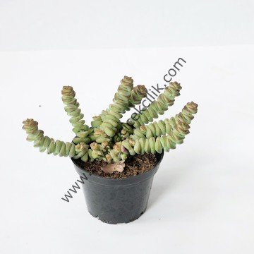 Crassula Hottentot 5,5 cm lik saksıda