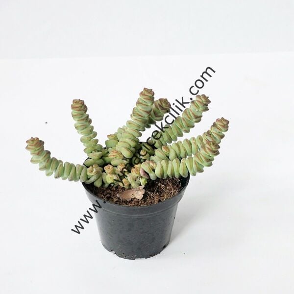 Crassula Hottentot 5,5 cm lik saksıda