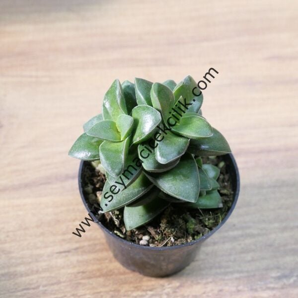 Crassula Springtime- 5,5 cmlik saksıda