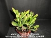 Crassula Gollum Variegata