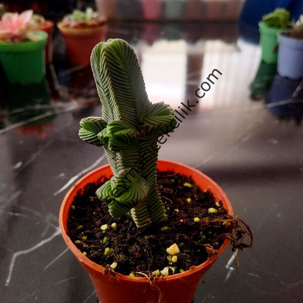 Crassula Pyramidalis