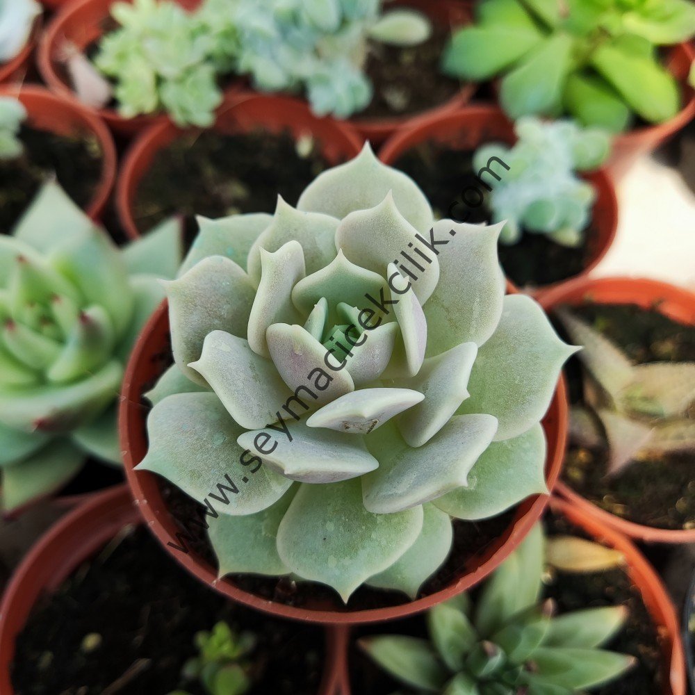 Echeveria Lola