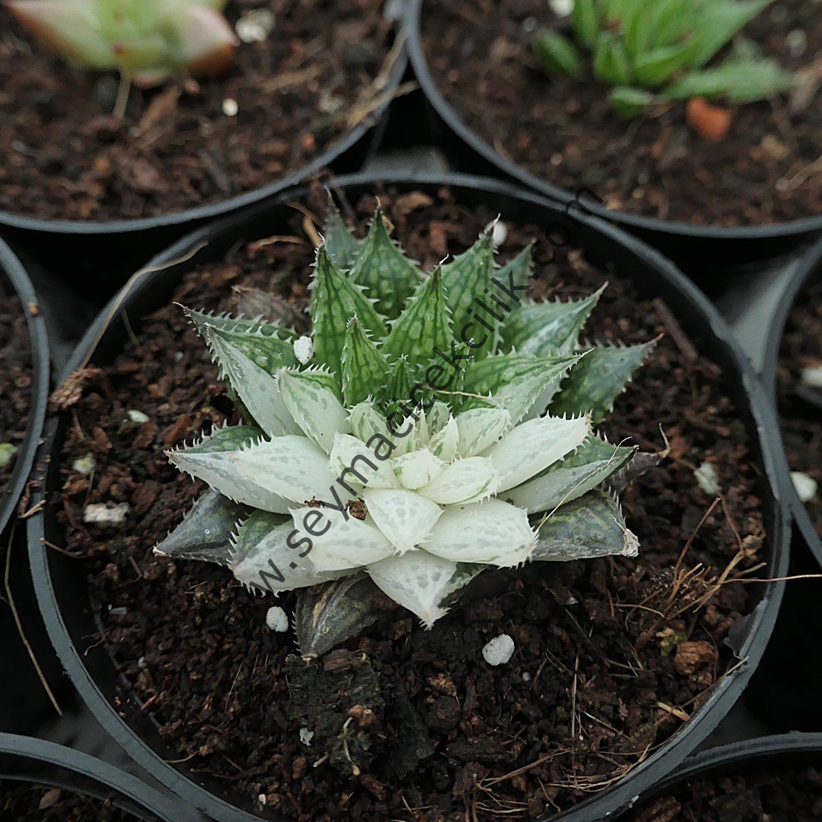 Haworthia Herbacea Variegata