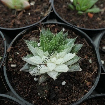 Haworthia Herbacea Variegata