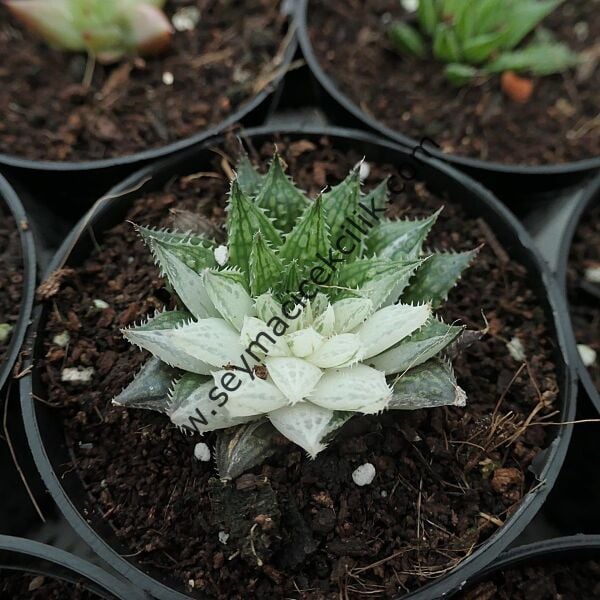 Haworthia Herbacea Variegata