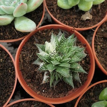 Haworthia Herbacea Variegata