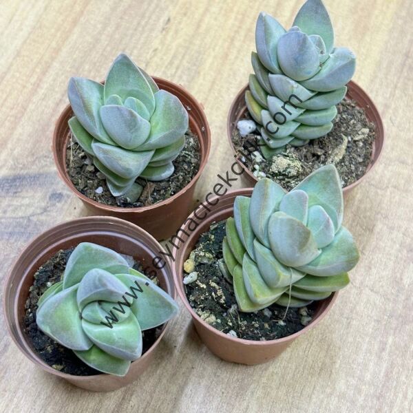 Crassula Moonglow 5,5 cm lik saksıda