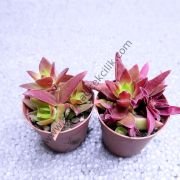 Crassula Campfire 5,5 cm saksıda