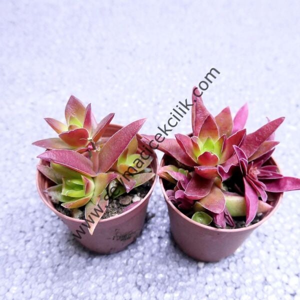 Crassula Campfire 5,5 cm saksıda