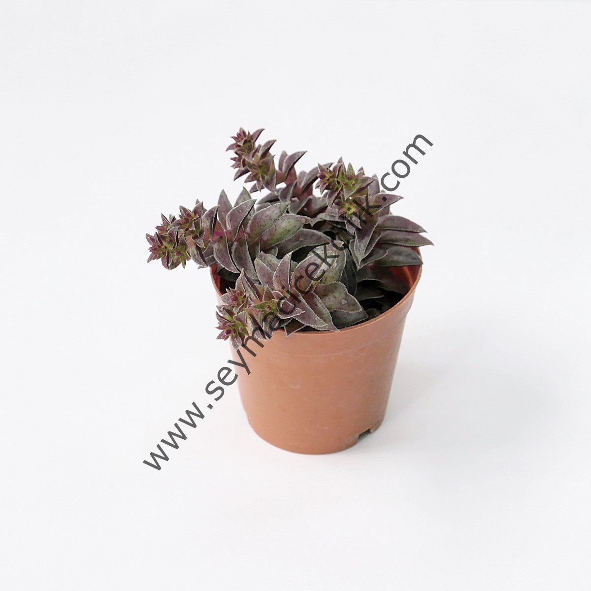 Crassula Caput Minima