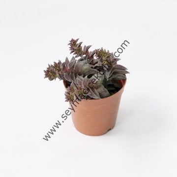 Crassula Caput Minima