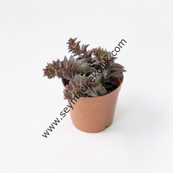 Crassula Caput Minima