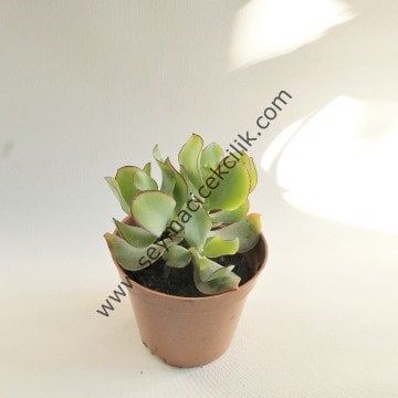 Crassula Ovata Ripple Jade