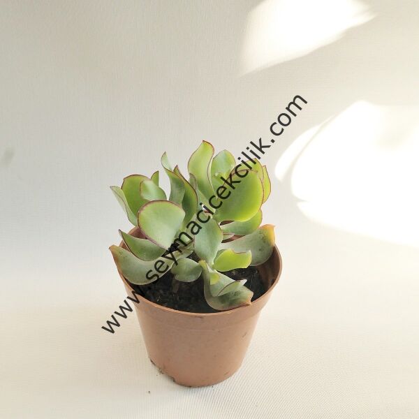 Crassula Ovata Ripple Jade