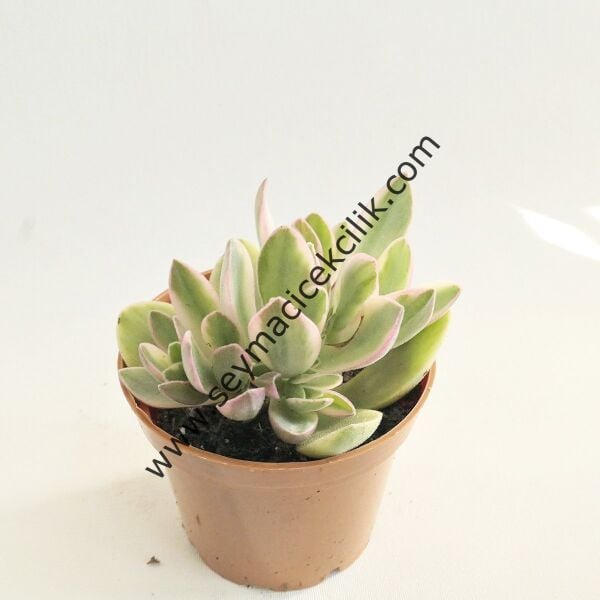 Crassula Platyphylla Variegata 5,5 c saksıda