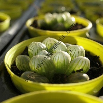Haworthia Cooperi var. Truncata