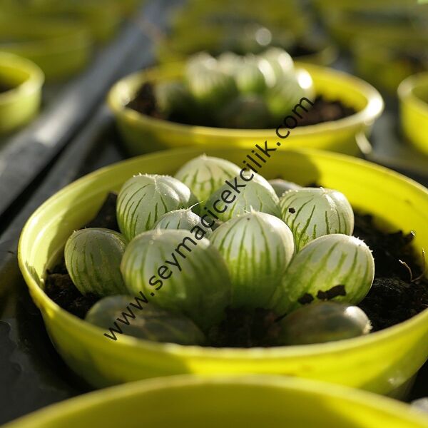 Haworthia Cooperi var. Truncata
