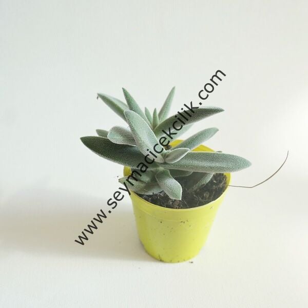 Crassula Surprise Party 5,5 cm saksıda