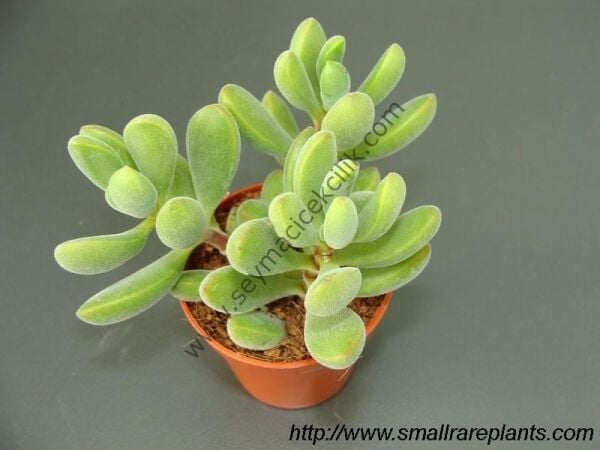 Crassula Rogersii