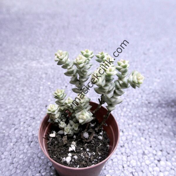 Crassula Pastel Variegated Tom Thumb 5,5 cm saksıda