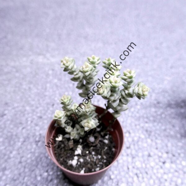 Crassula Pastel Variegated Tom Thumb 5,5 cm saksıda