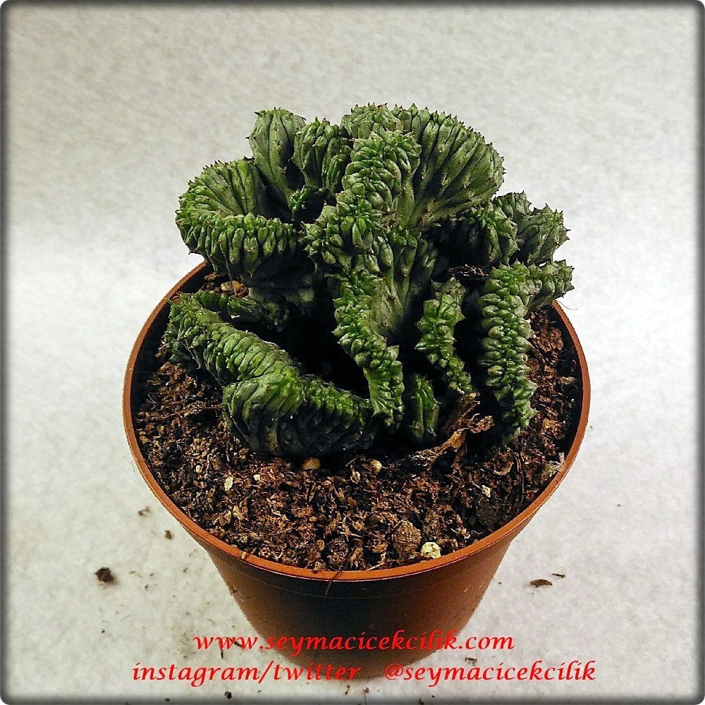 Euphorbia Enopla Cristata