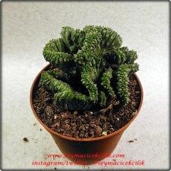 Euphorbia Enopla Cristata