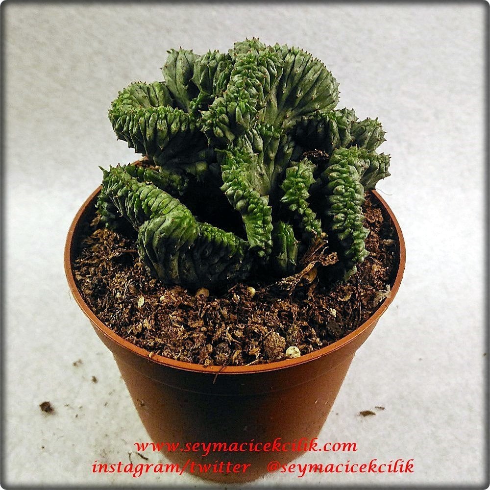 Euphorbia Enopla Cristata