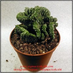 Euphorbia Enopla Cristata