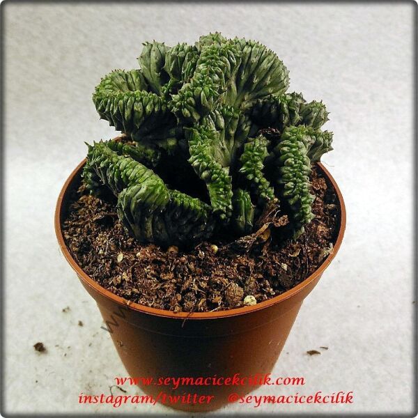 Euphorbia Enopla Cristata