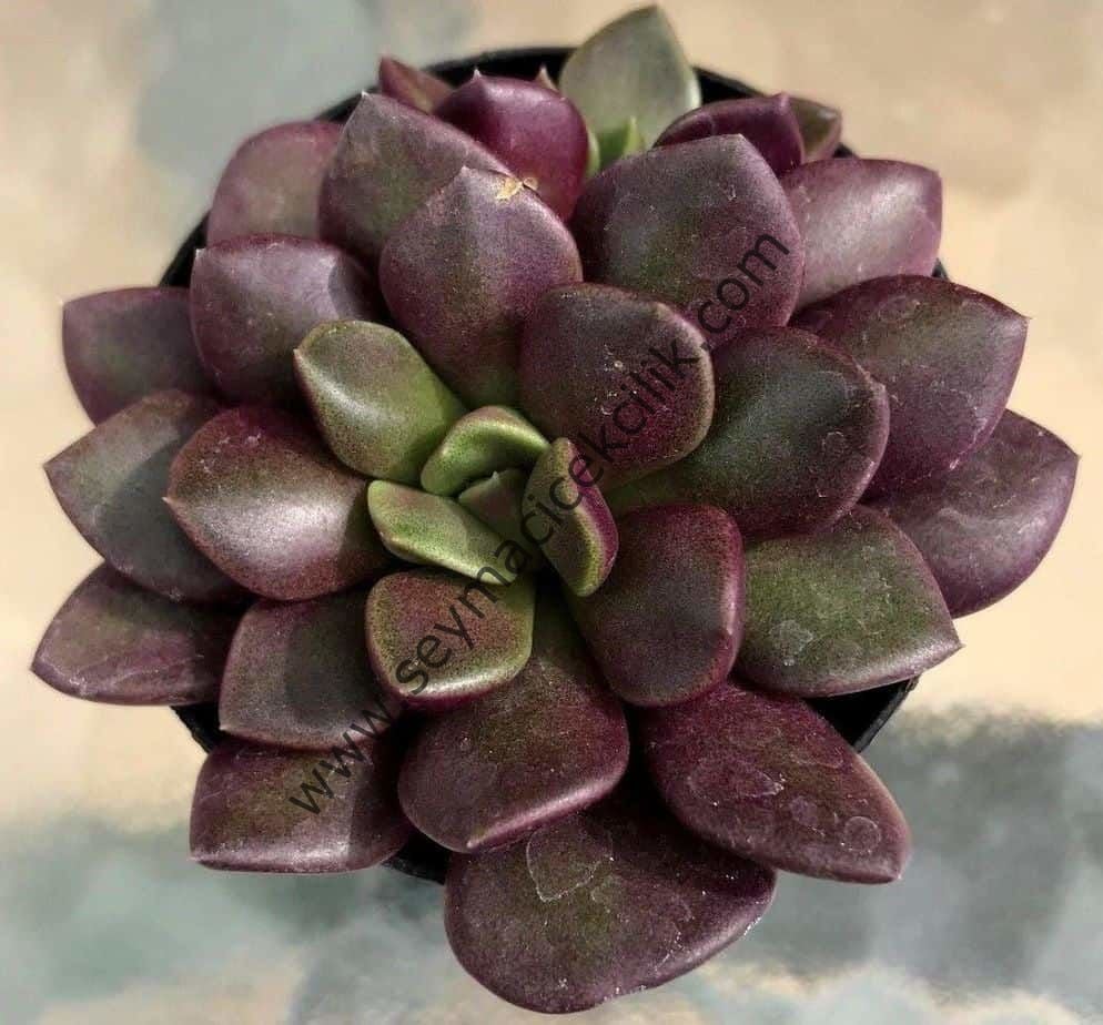 Anacampseros Purple Giant/ Rubra