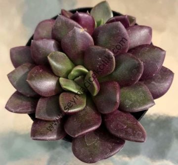 Anacampseros Purple Giant/ Rubra