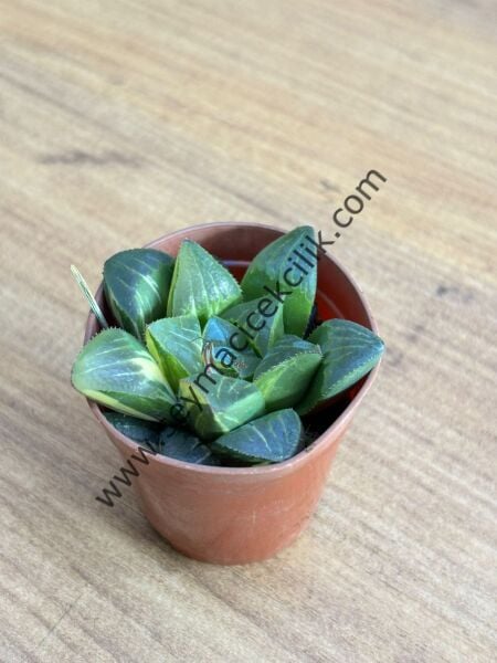 Haworthia Mutica Variegata 5,5 cm lik saksı