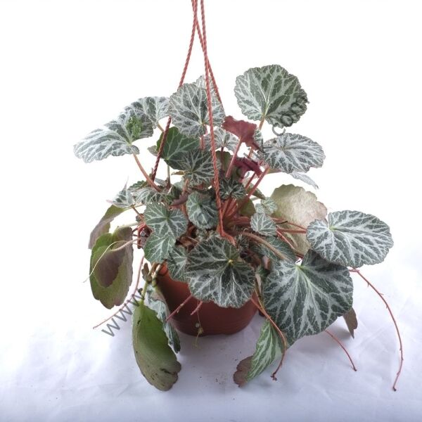 Saksılı Gelin Teli