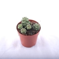 Euphorbia Ritchiei Monadendum
