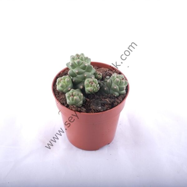 Euphorbia Ritchiei Monadendum