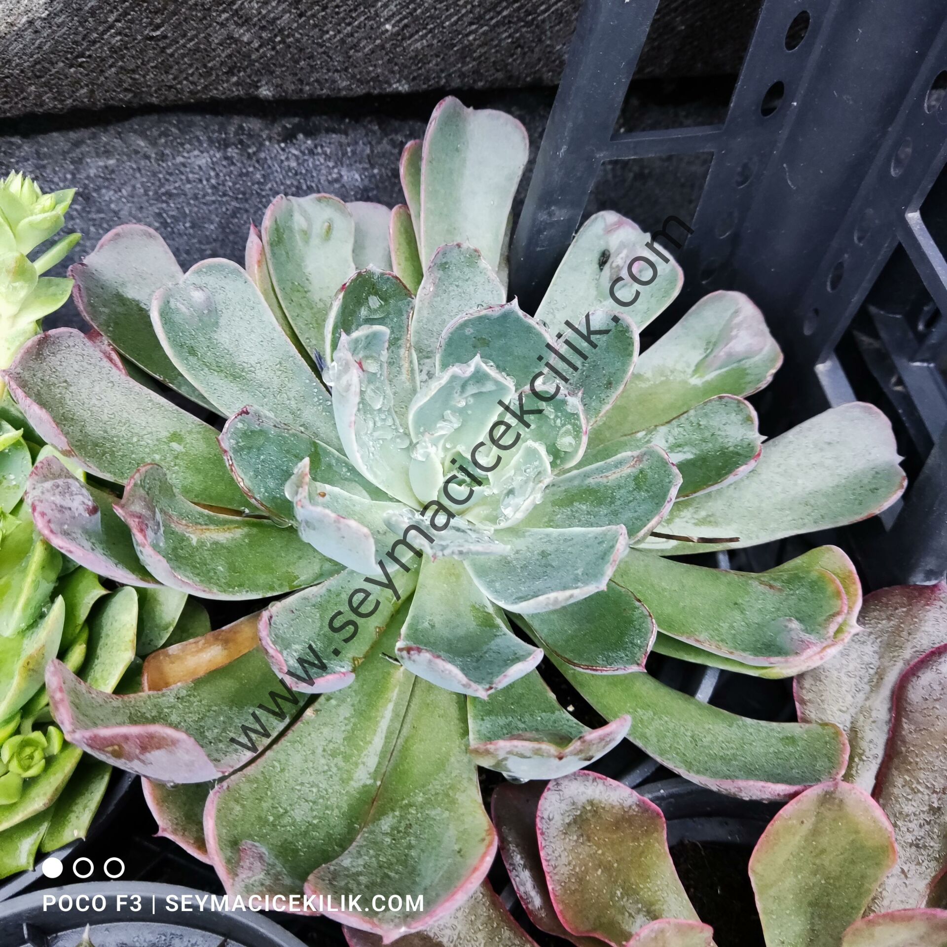 Echeveria Raindrops 12 cm