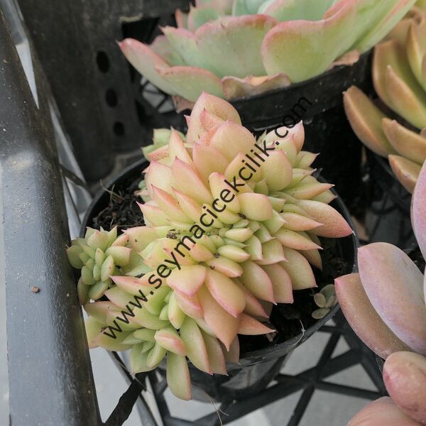 Echeveria Agovaides Cristat ssp.