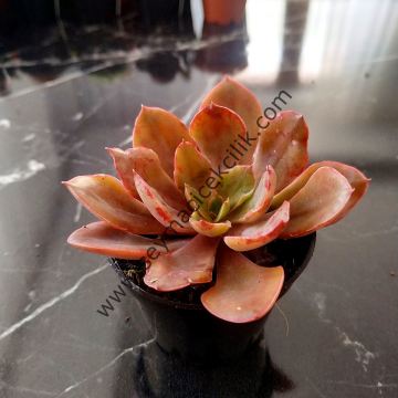 Echeveria Painted Frills 5,5 cm lik saksıda